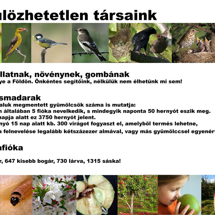 Tábla - Madarak