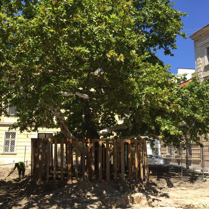 Az építés során a tér legszebb fája is külön védelmet kapott